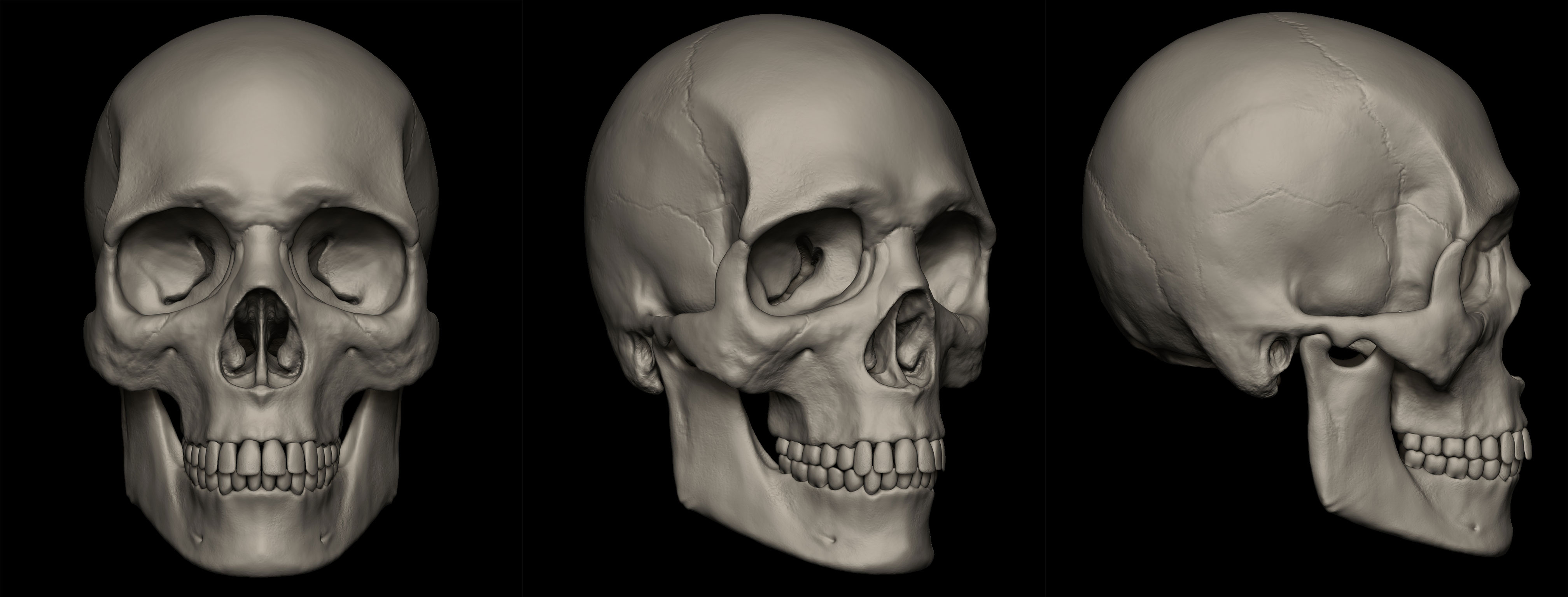 Skull-europeu.jpg