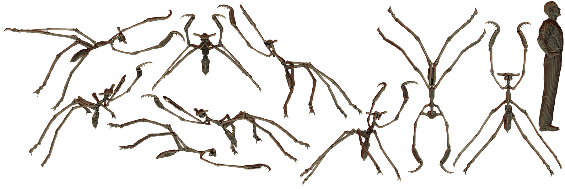 Mantosphyrna 5 s.jpg