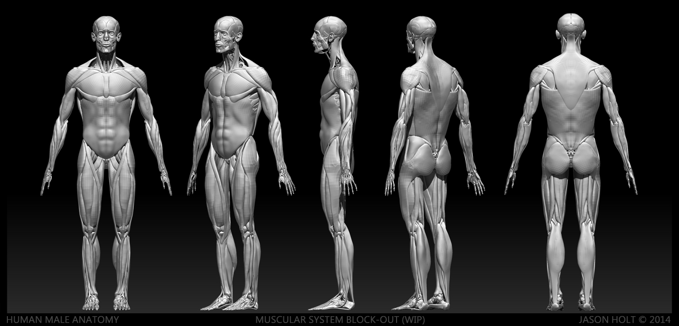 Hum_M_Anat_Jason_Holt_2013_003.jpg