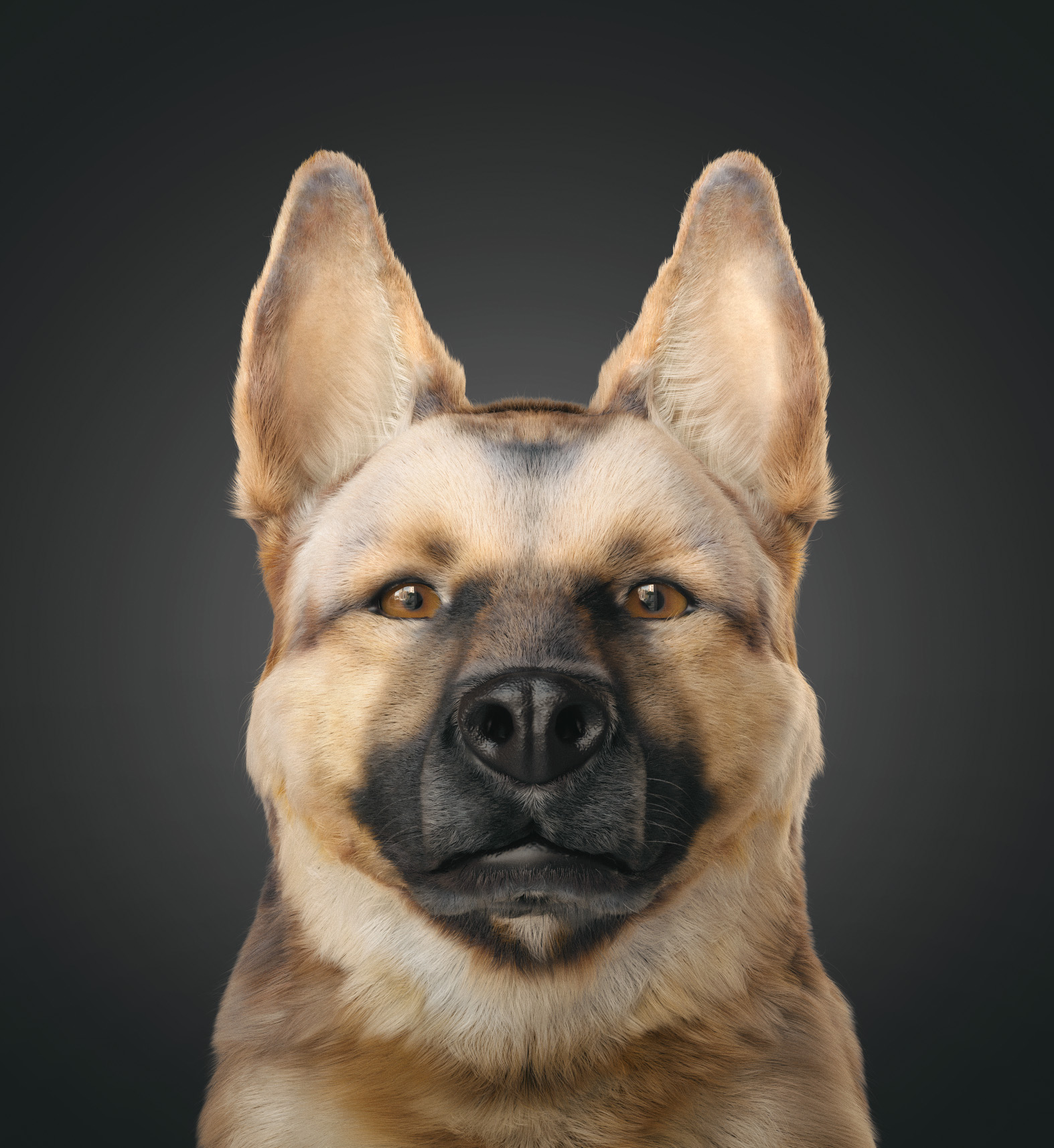German-Shepherd-03