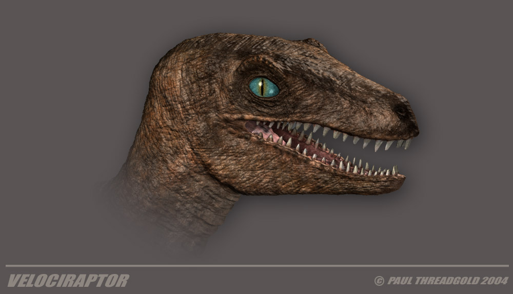 raptorfacecloseuptitledREVISED copy.jpg
