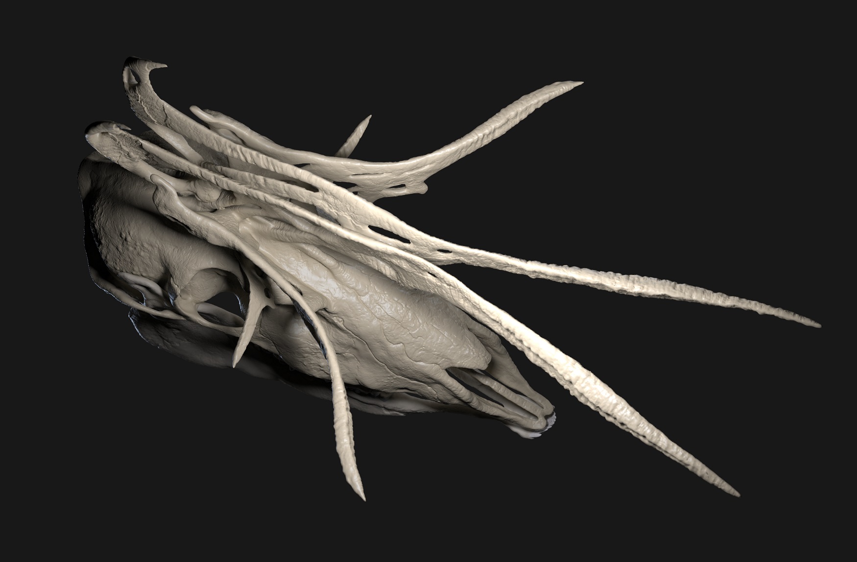 mirus deer.48_small.jpg