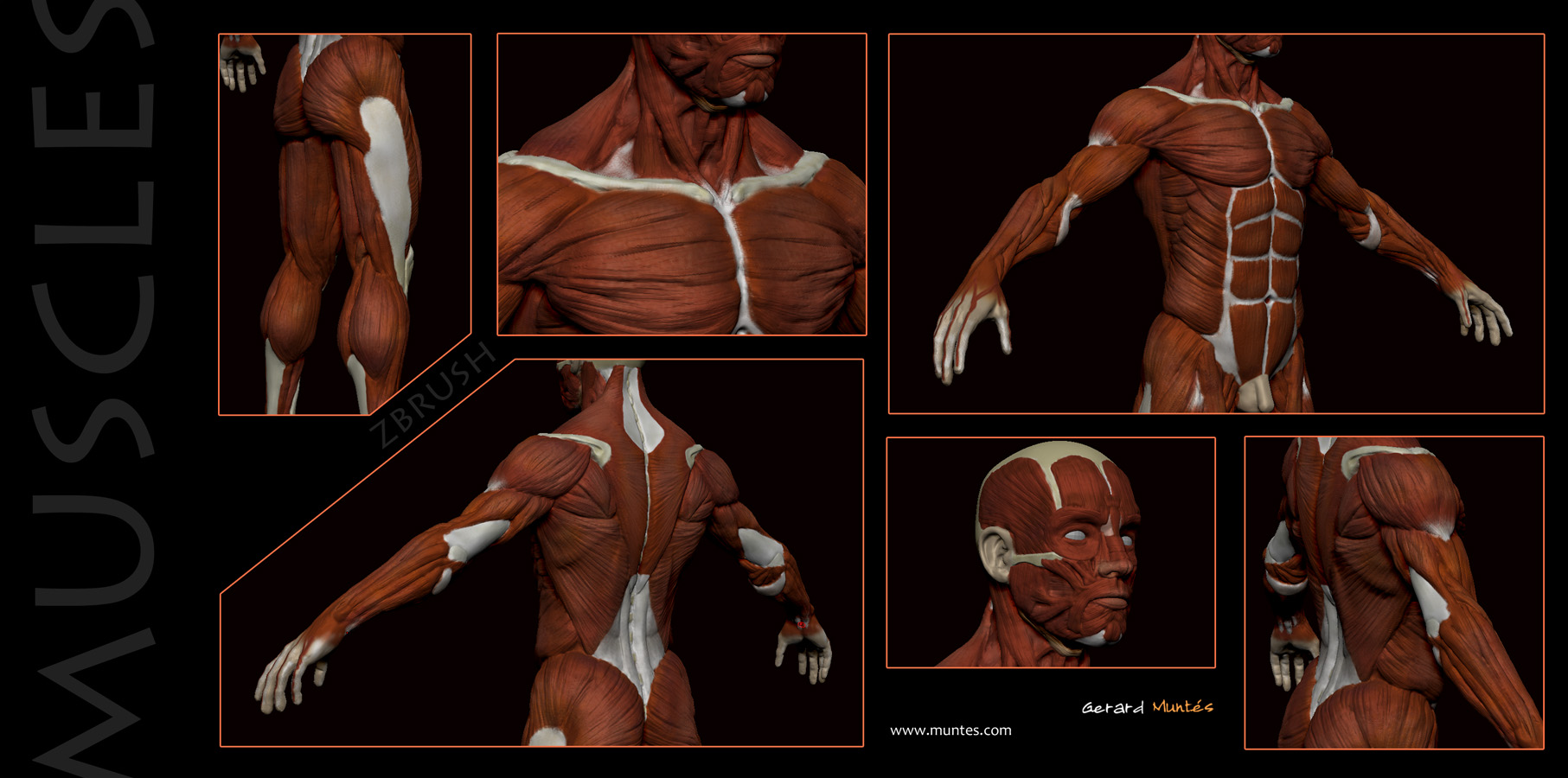 muscles_zbrush.jpg