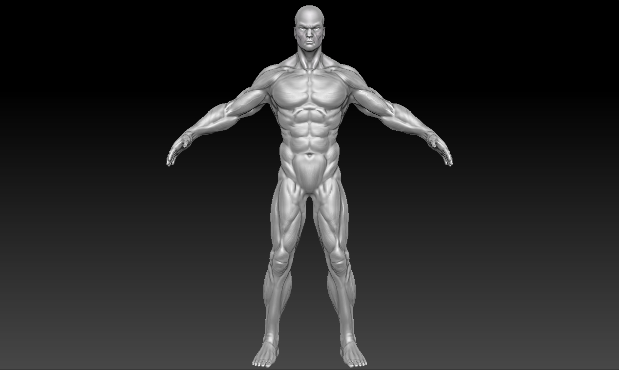 Anatomy study front.jpg