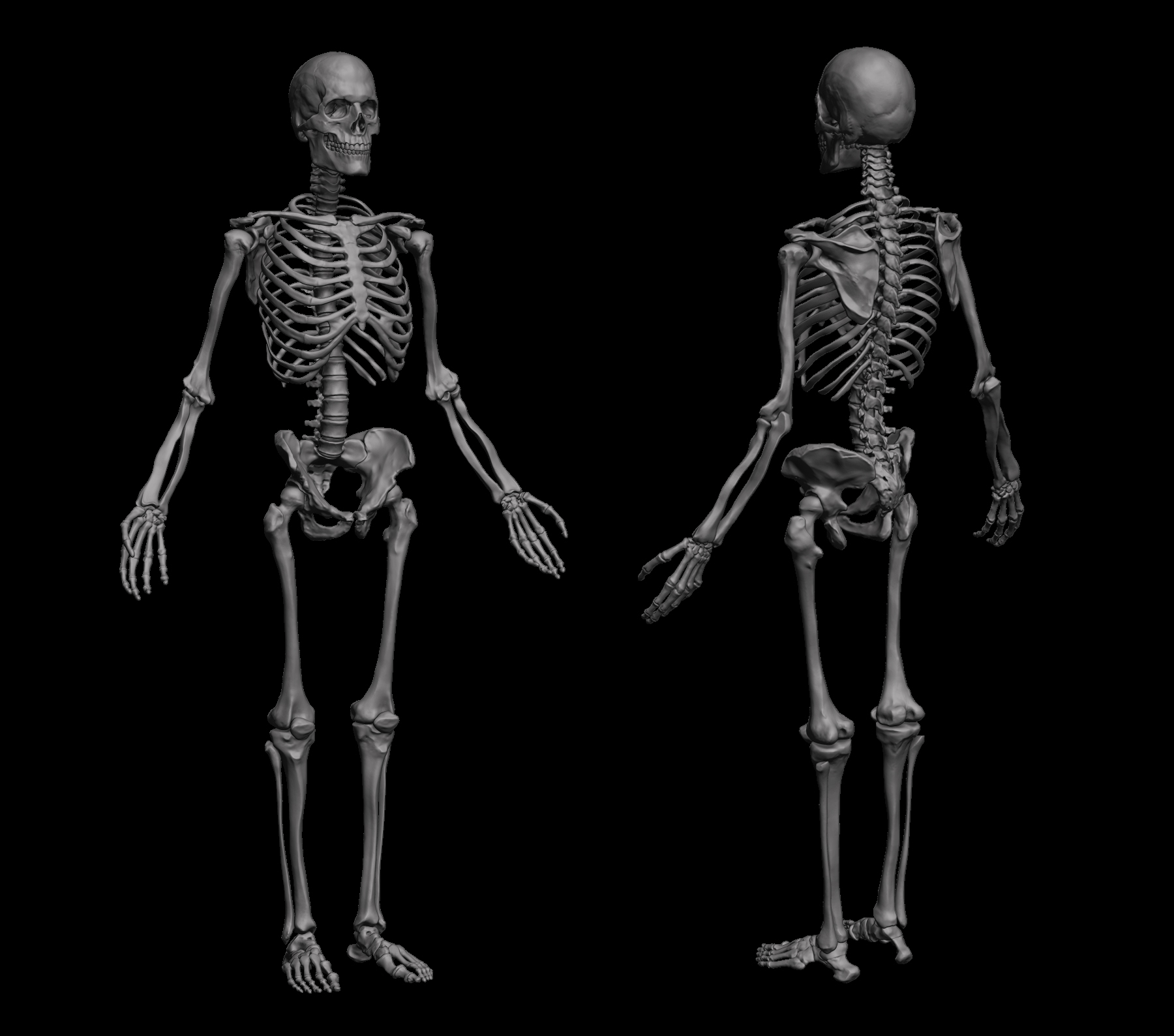 Anatomic models for zbrush windows 10 pro russian language pack download