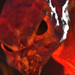 ifrit_icon.jpg