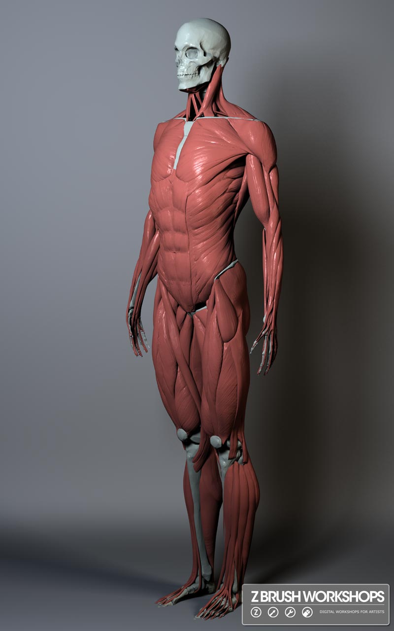 ecorche-male-061111-120focal-adjust-2.jpg