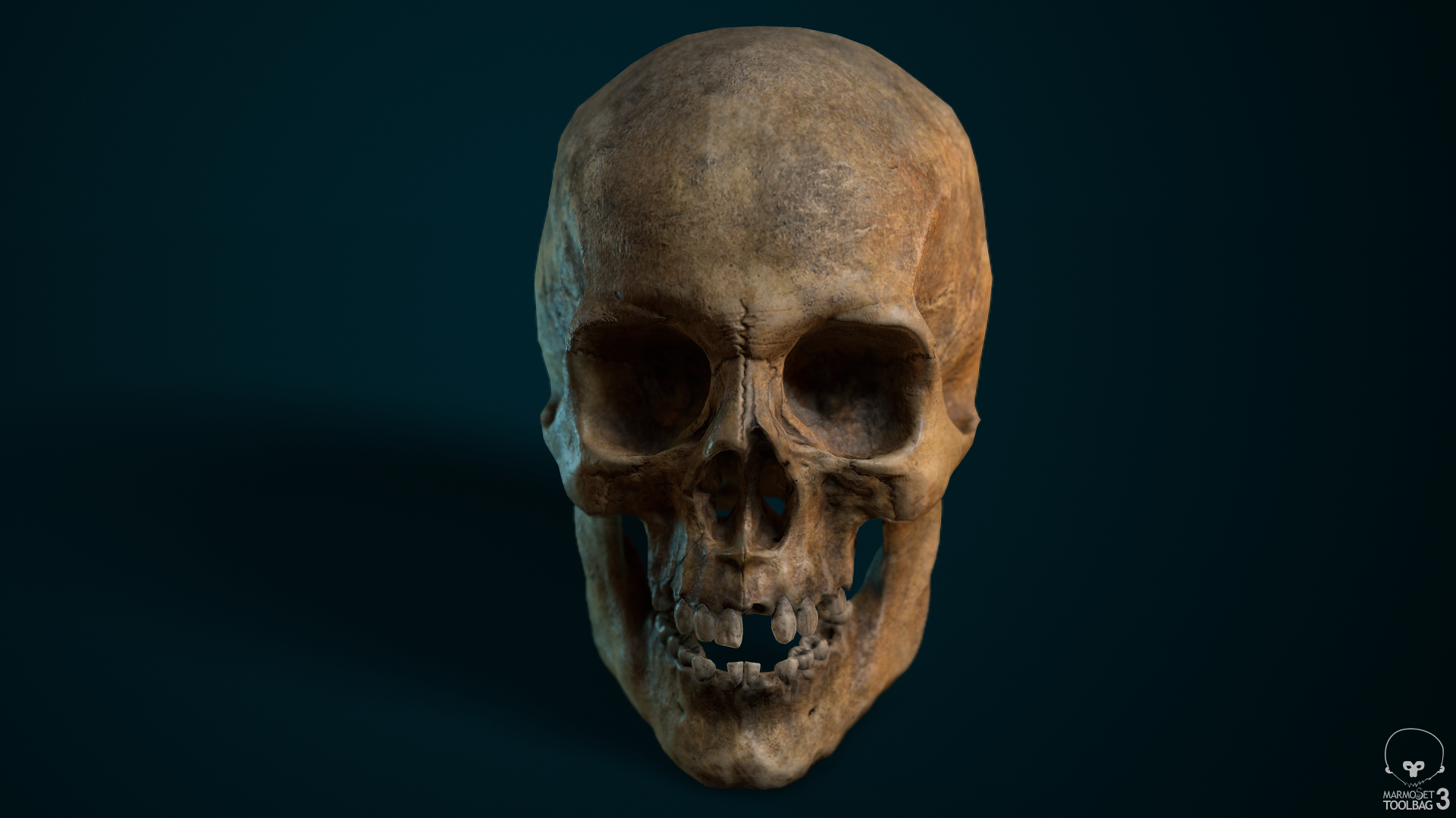 Skull_frontView_01