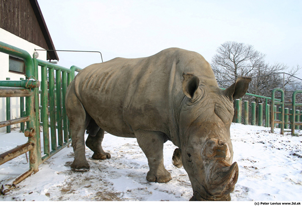 Rhino_Reference_02.jpg