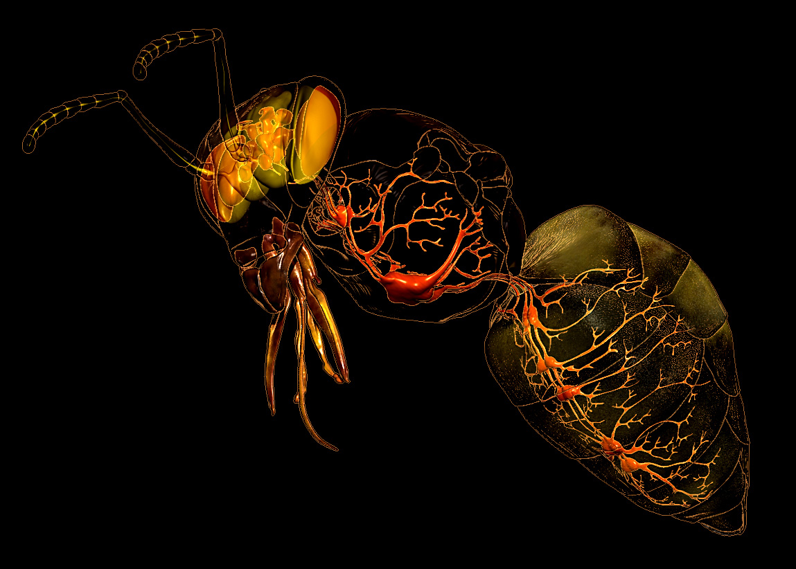 bee_nervous_system_07.jpg