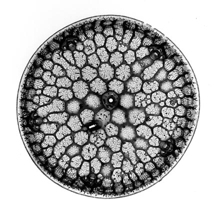 diatom1.jpg