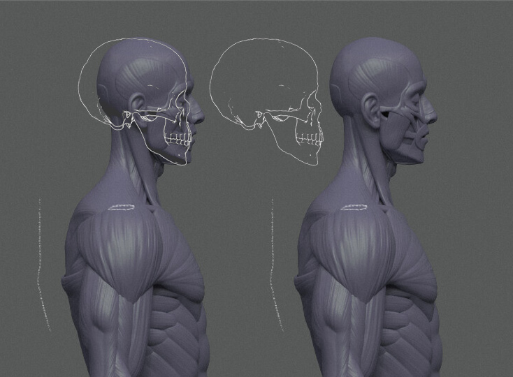 skull_proportion.jpg