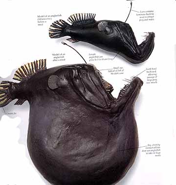 anglerfish.jpeg