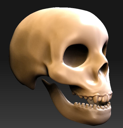 skull34turn.jpg