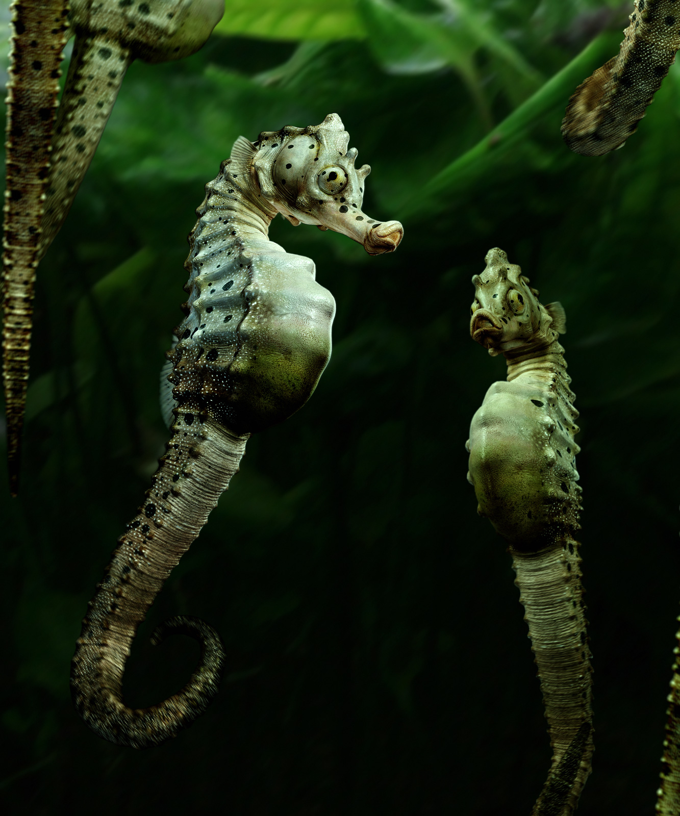 Big-velly-Sea-horse-3.jpg