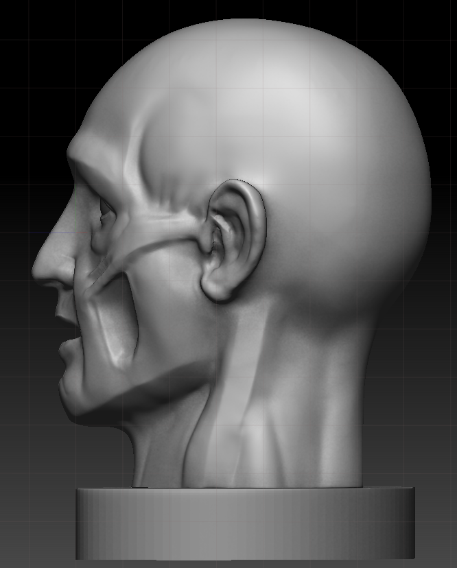 ecorche_side04.png