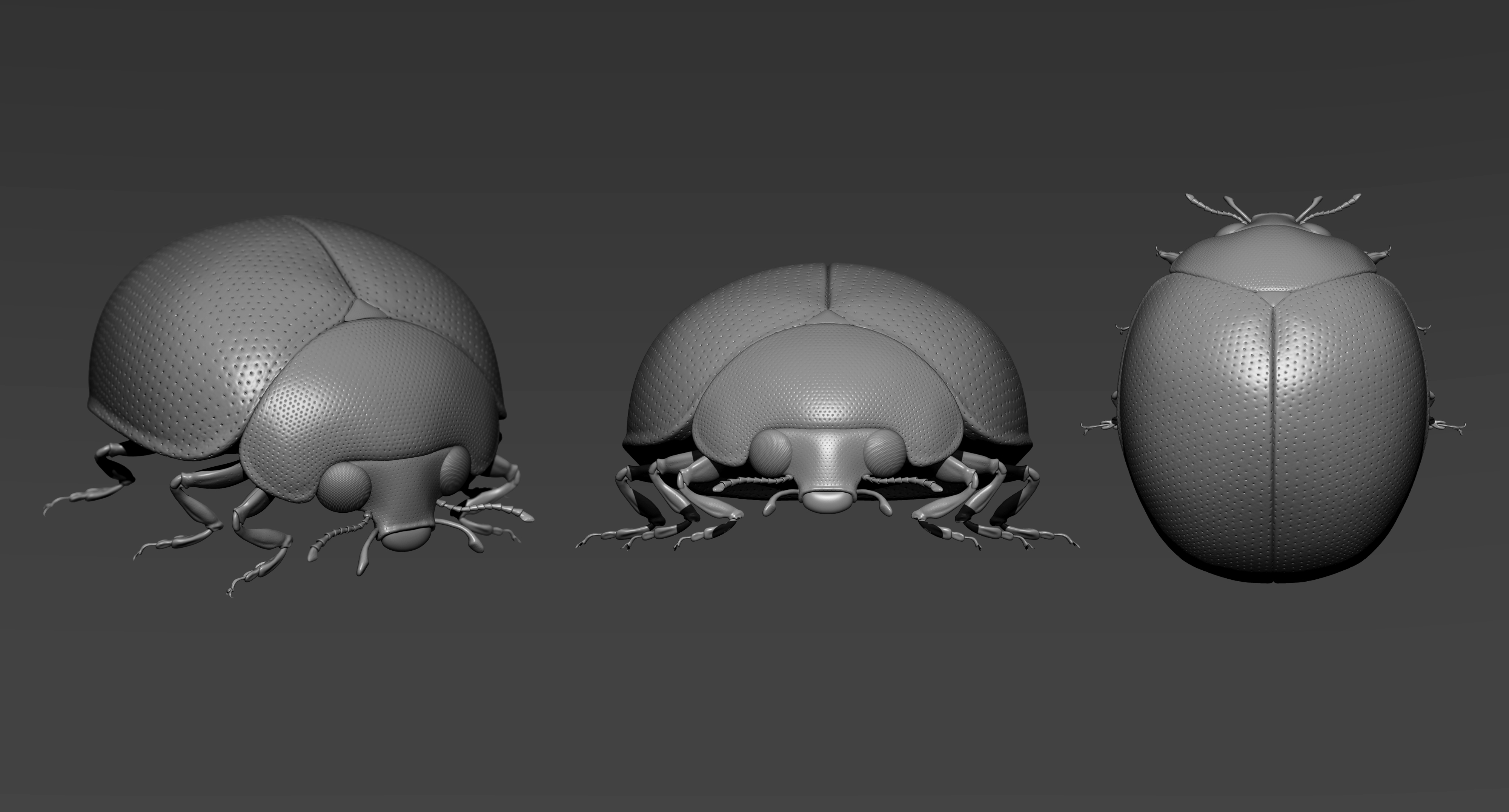 Ladybugs_01.jpg