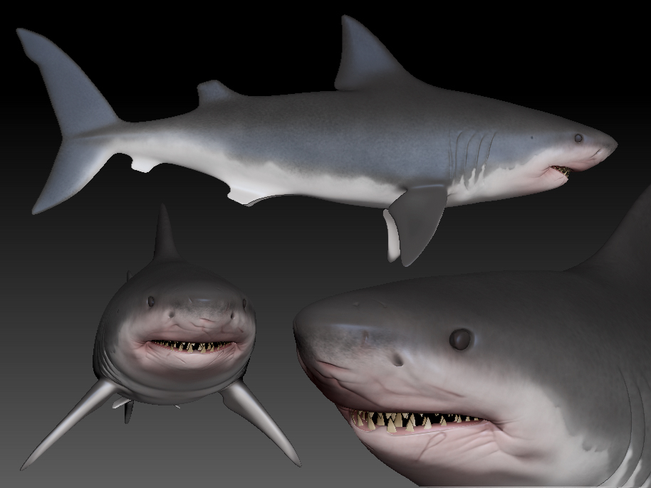 shark.jpg