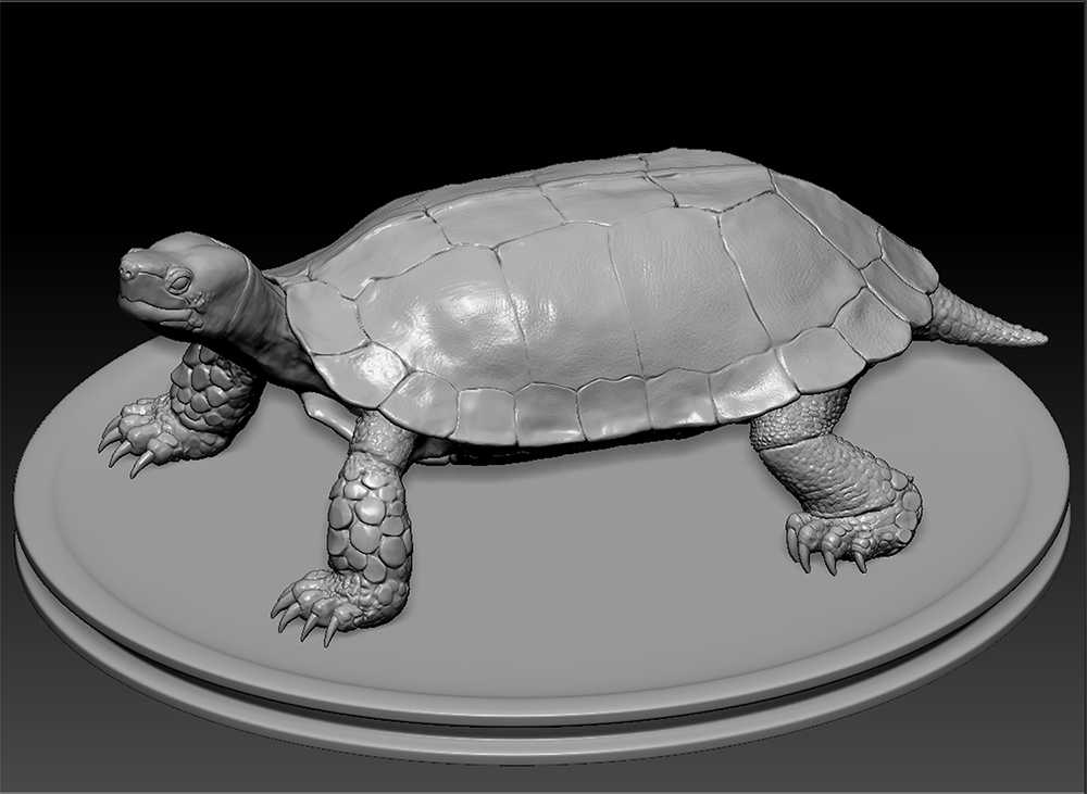 turtle.jpg