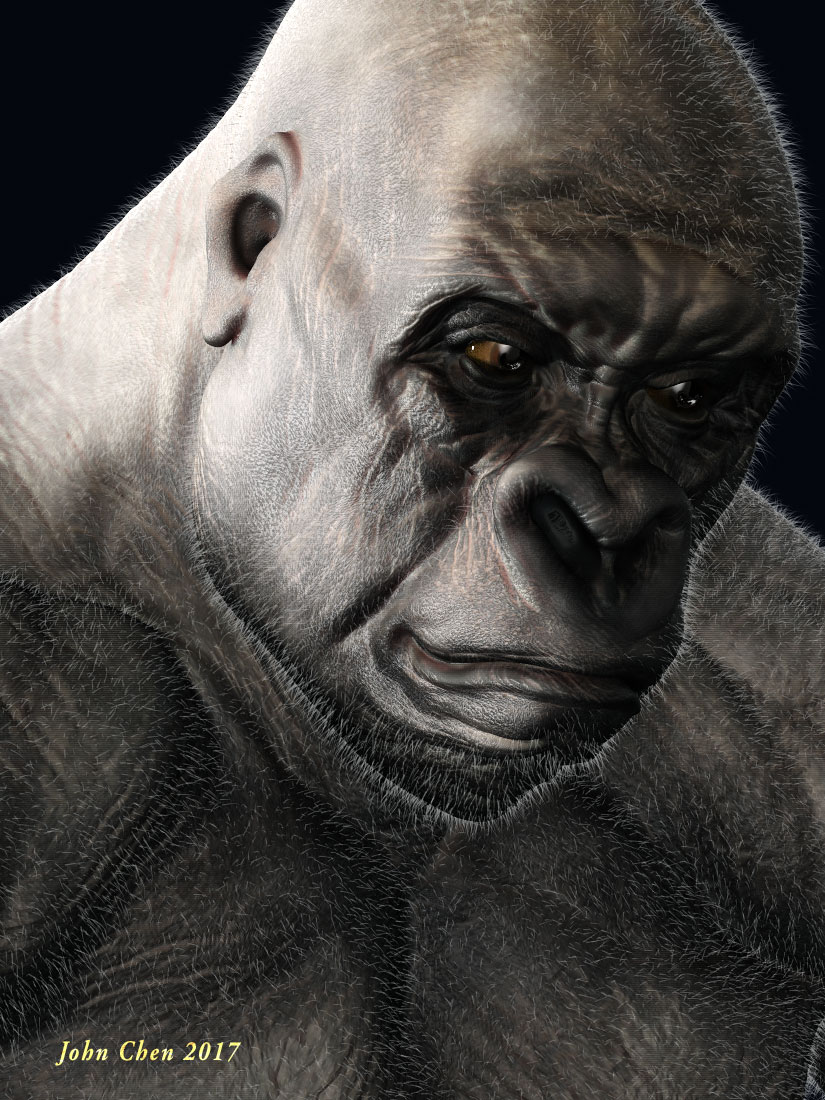 gorilla_10_jc.jpg