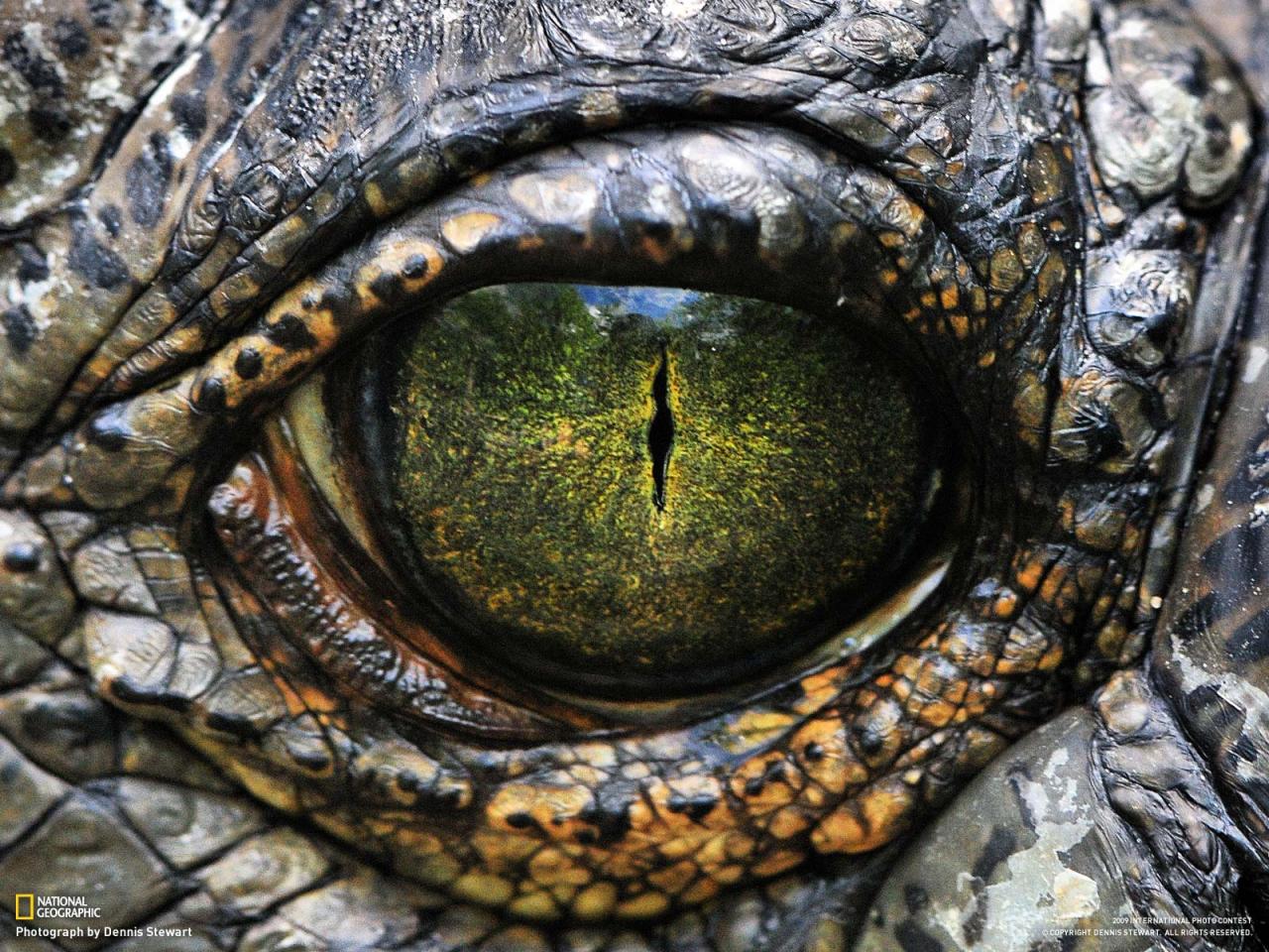 dragoneye.jpg