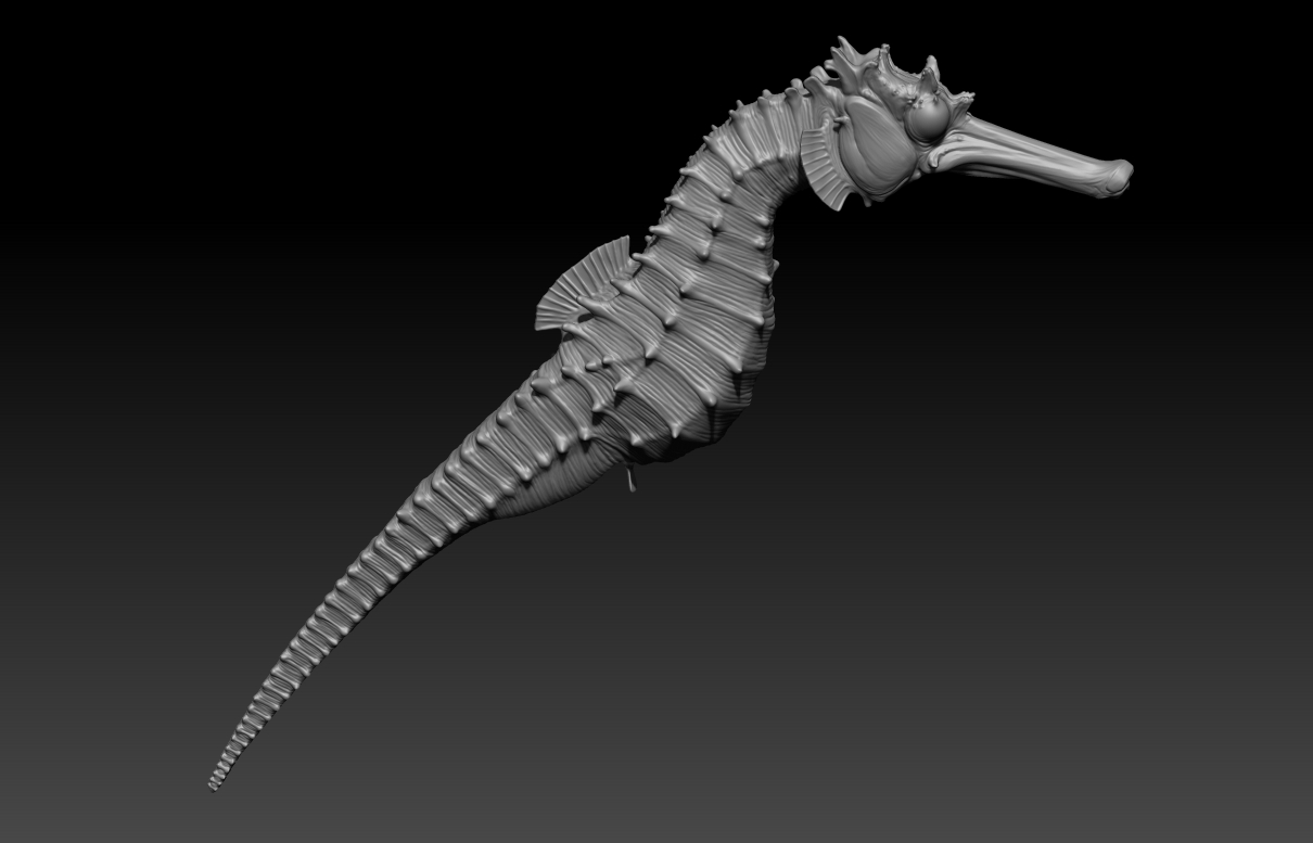 HippocampusHistrix_WIP001a.jpg