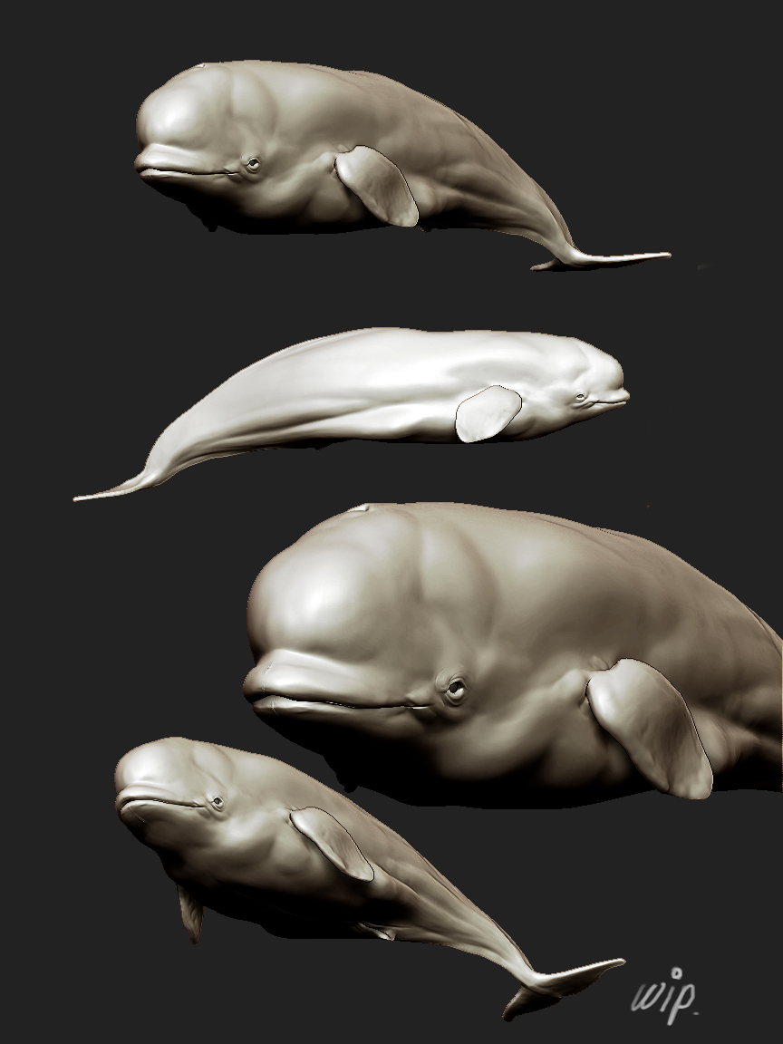 beluga whale look 1.jpg