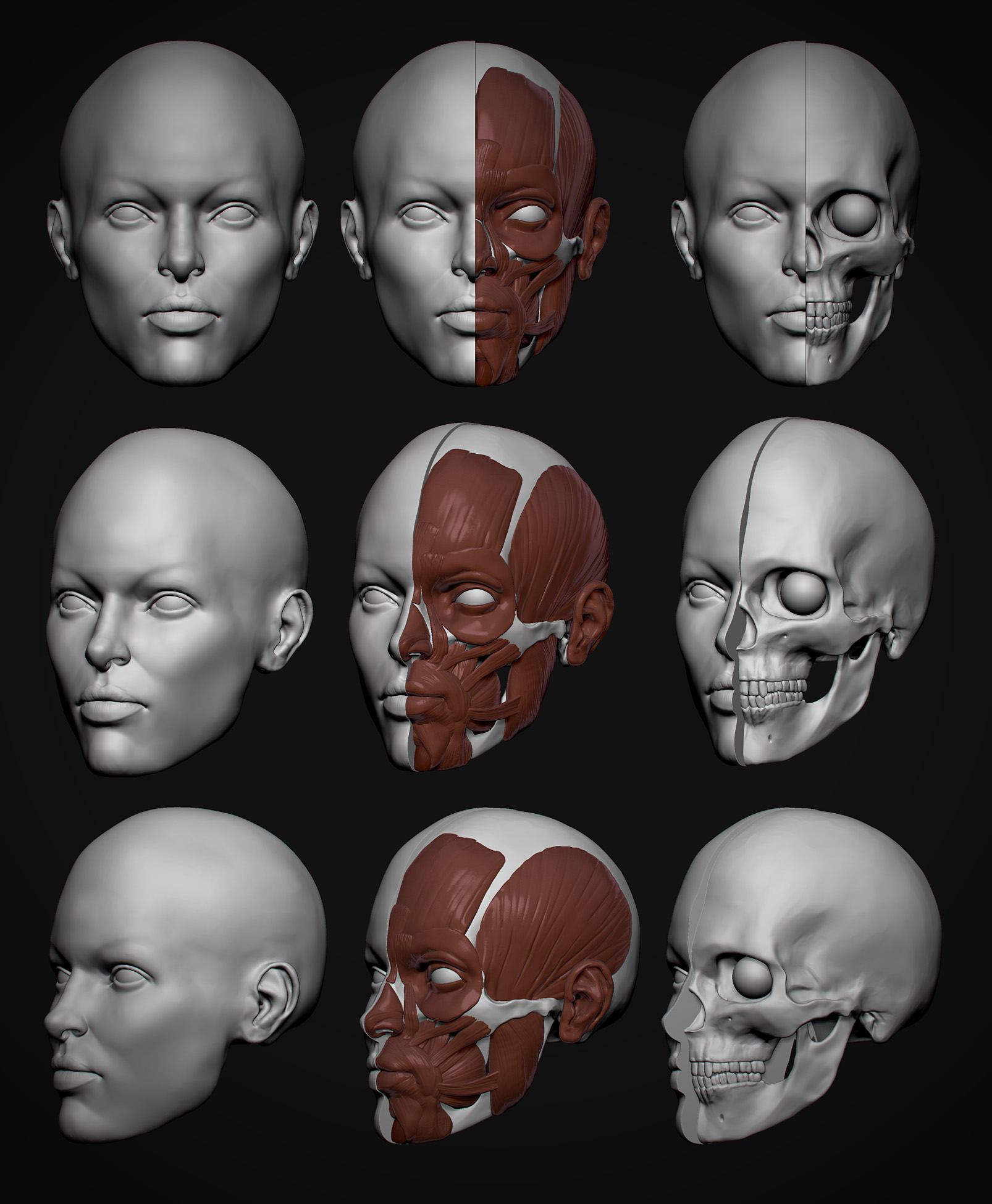 face anatomy.jpg