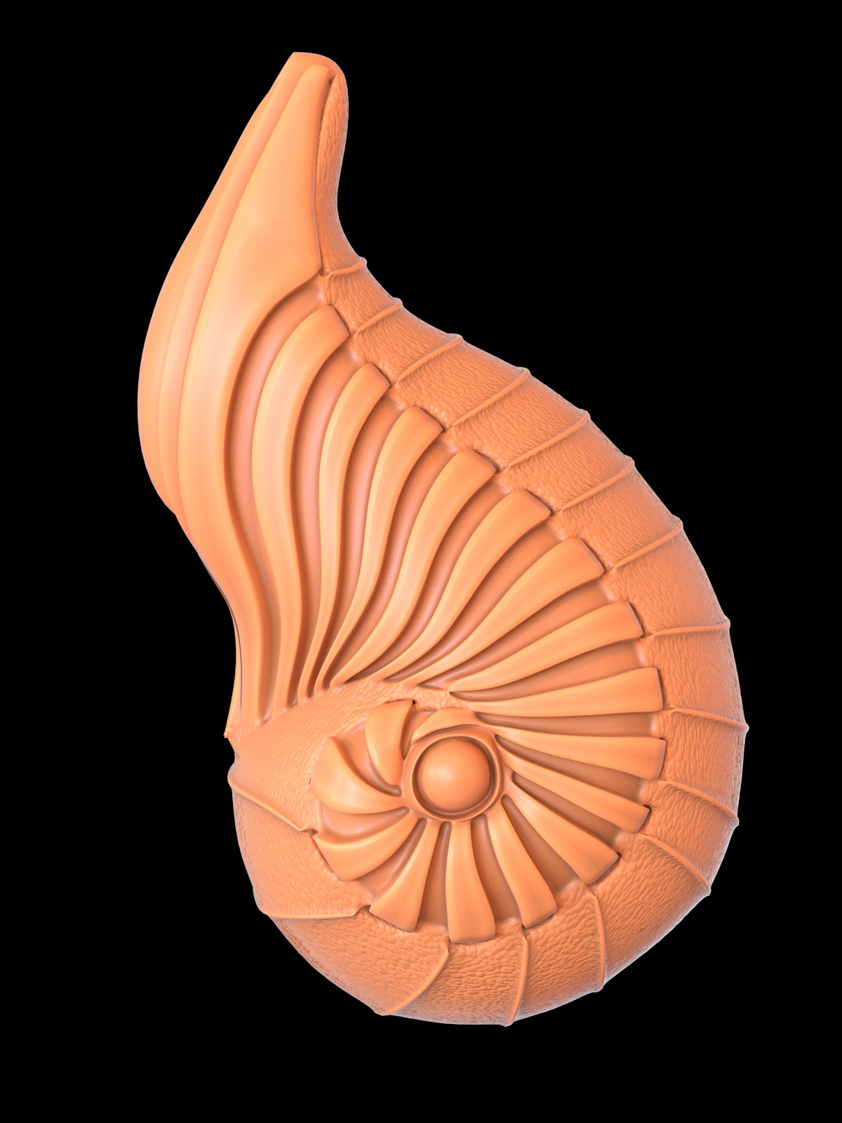 shell4.jpg