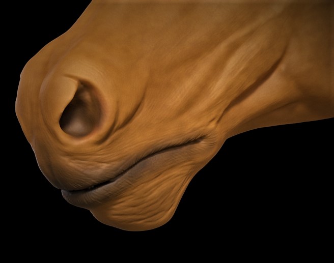 Horse8