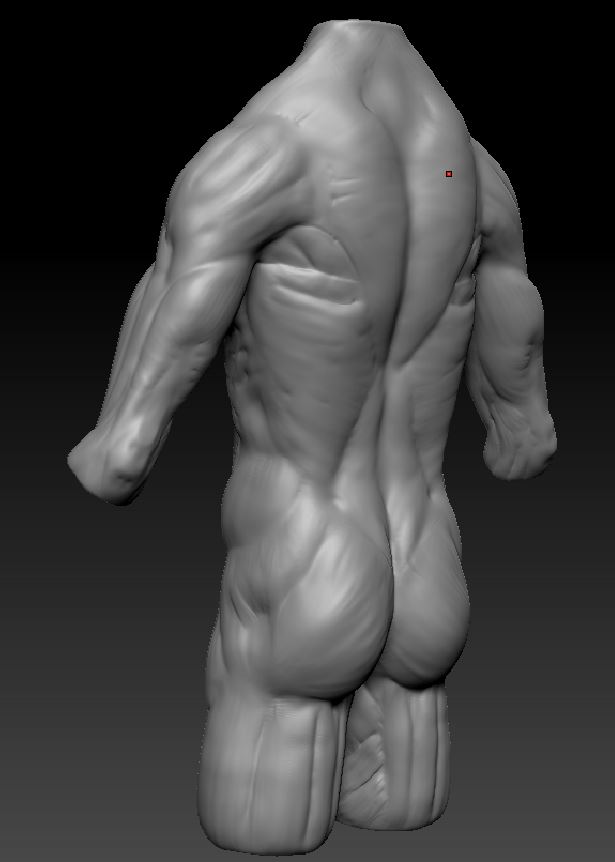 Torso3.JPG