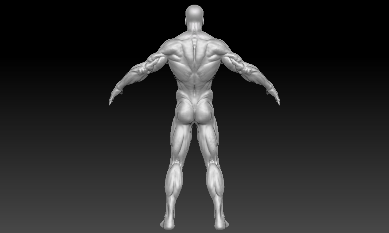 Anatomy study back.jpg