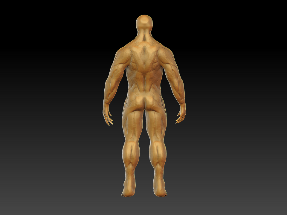 New  muscular system #3.jpg