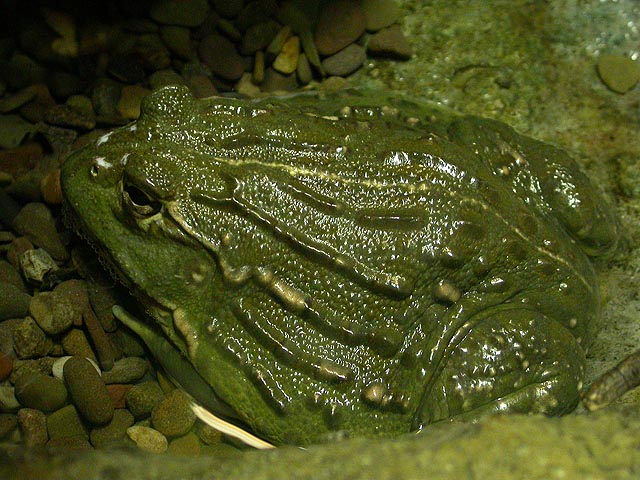 african_bullfrog.jpg