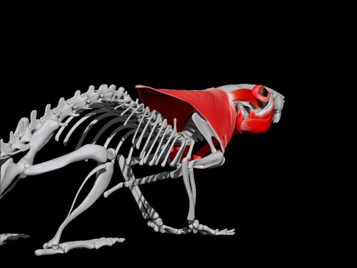 Acromiotrapezius.jpg
