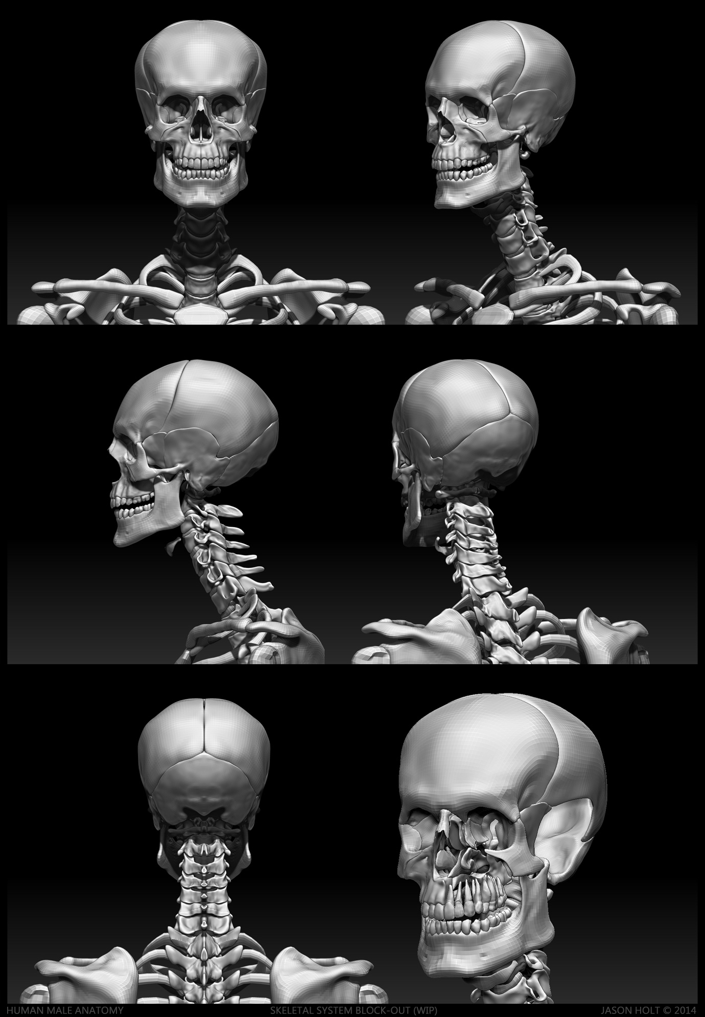 Hum_M_Anat_Jason_Holt_2013_002.jpg