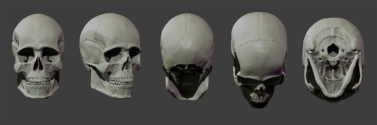skull_zbrush_fb.png