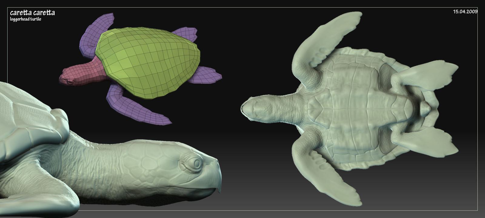 caretta_150409_02.jpg