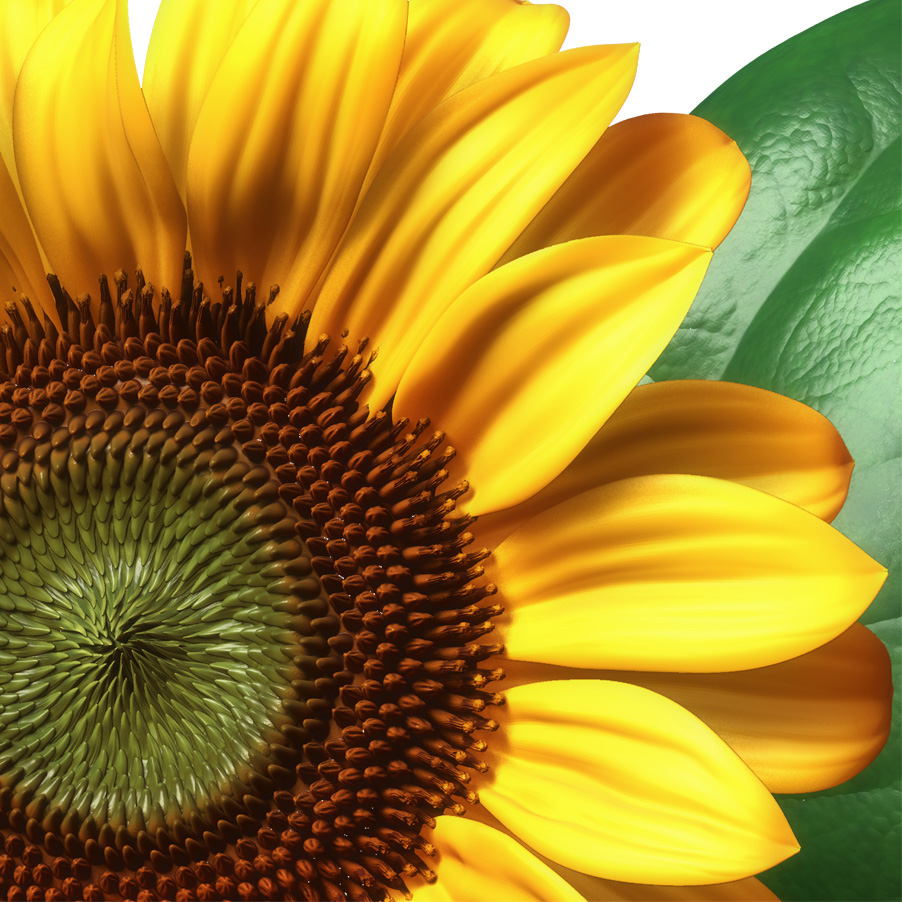 SunflowerCloseup.jpg