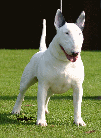 bullbrit little big horn at bullyview.gif