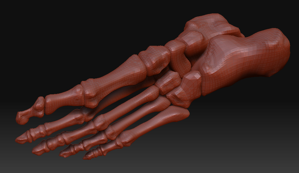 foot_bones_03.jpg
