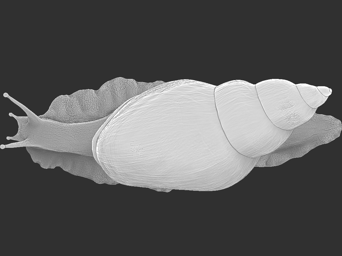 Snail_render_3.jpg