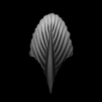 singleFeather.jpg