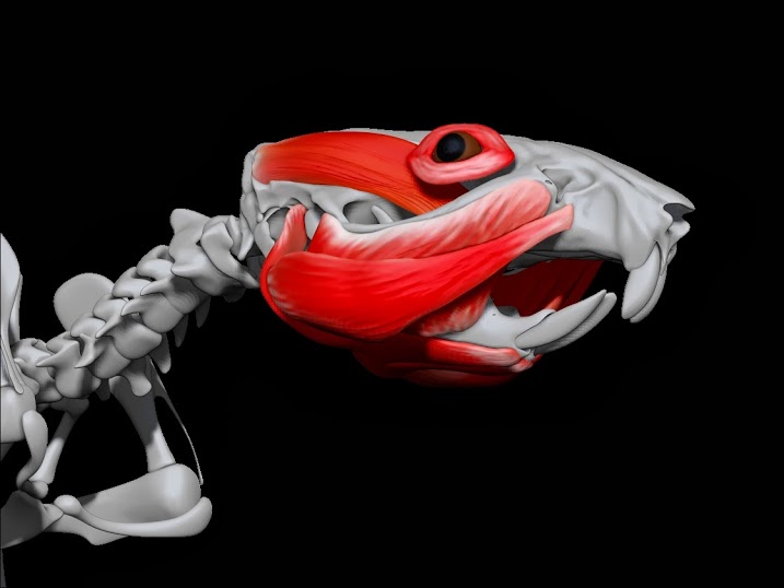 BPR_Render.jpg