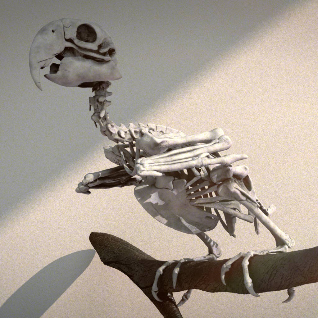 Parrot.jpg