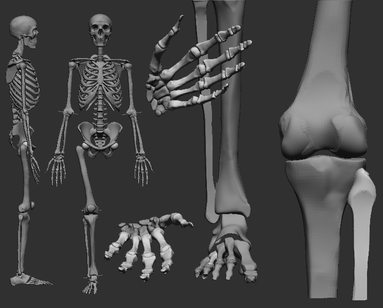 skeleton multiple views of.jpg