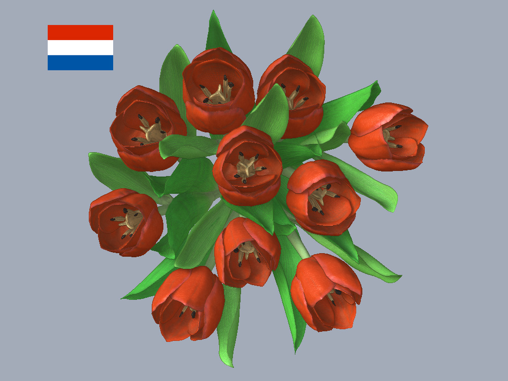 tulpen-top.jpg