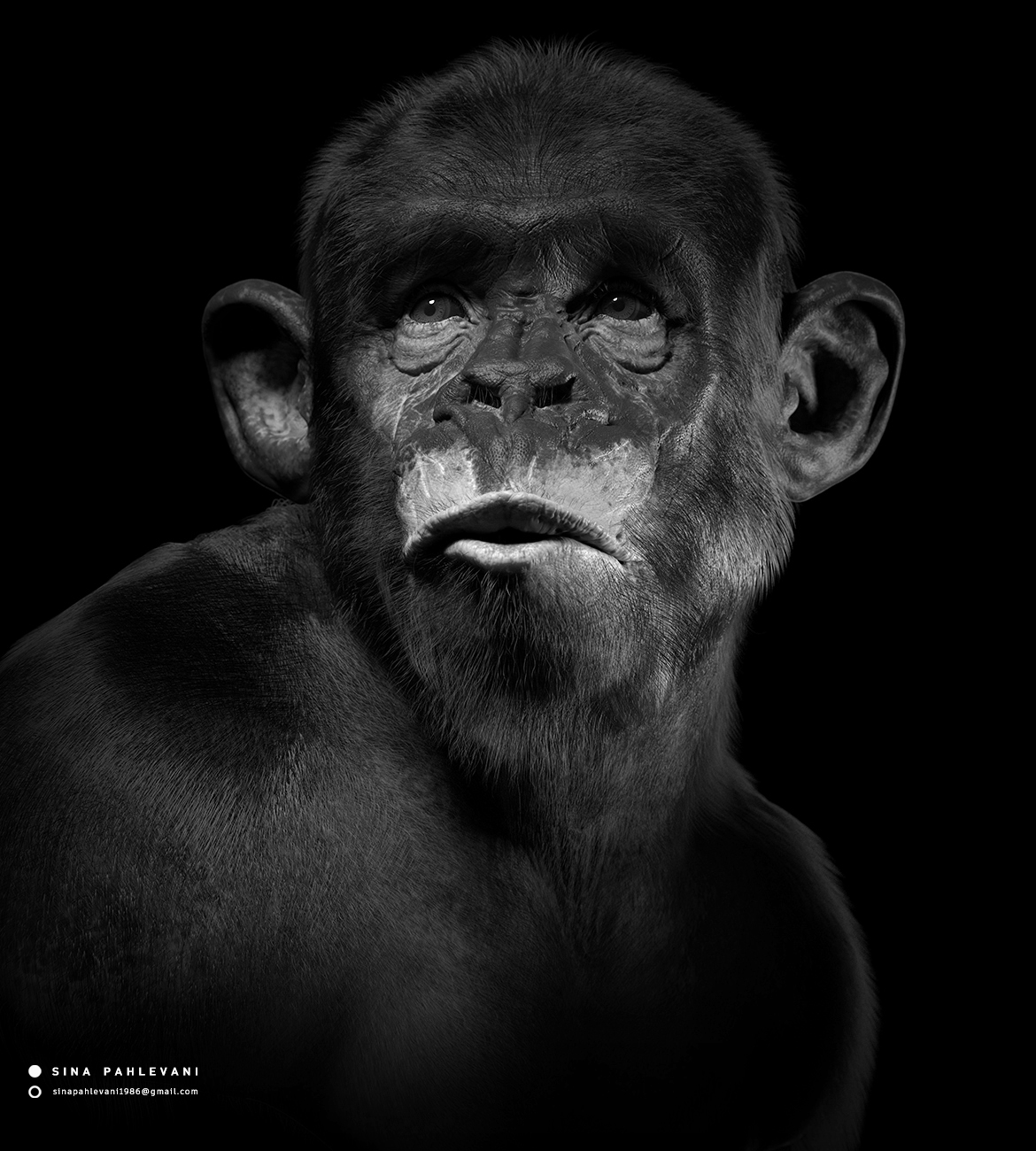 Chimp_0004