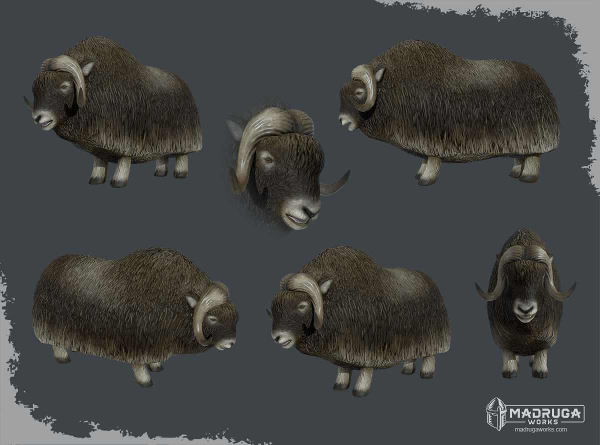 muskox