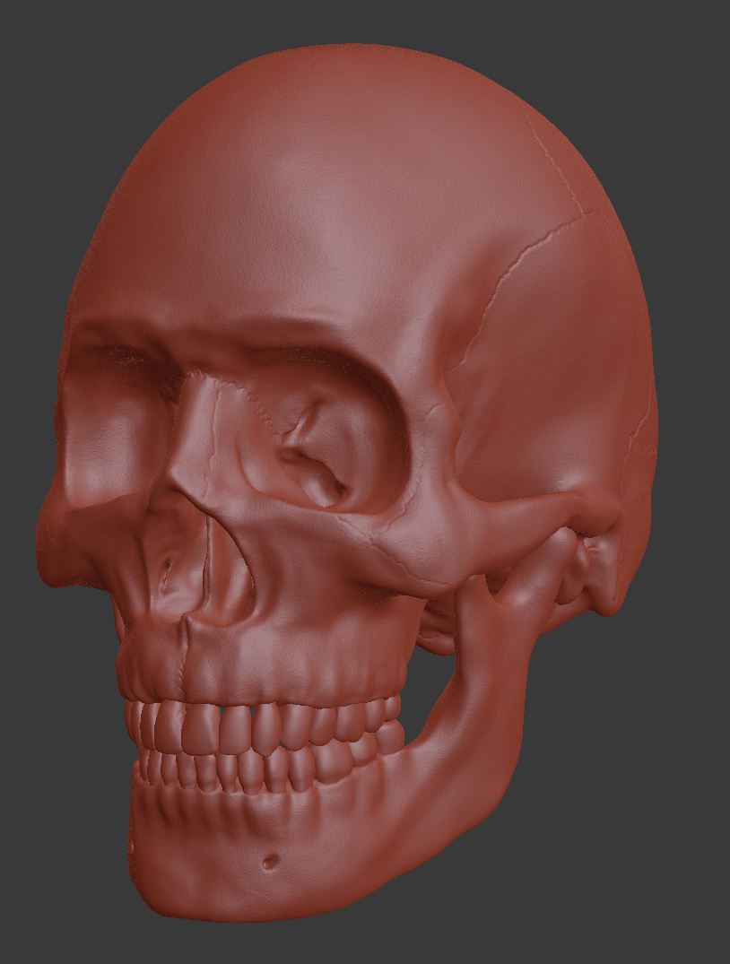 Skull_new.JPG